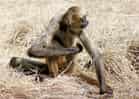 動物図鑑・ジェフロイクモザルの写真 11